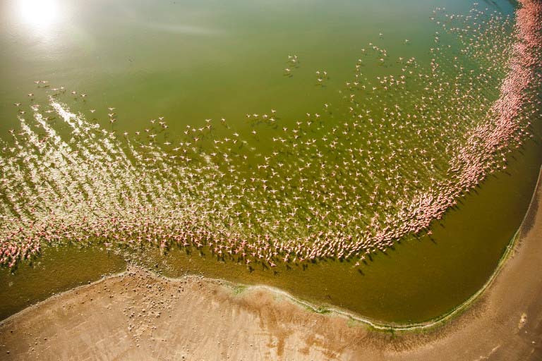 Flamingos on Lake Turkana (Photo credit- Lorna Buchanan-Jardine)