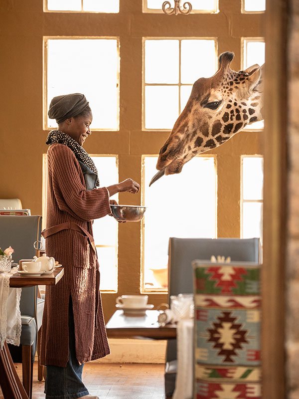 bali safari giraffe breakfast