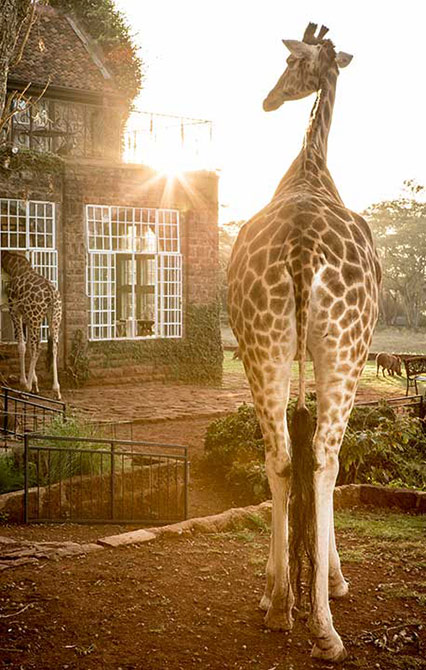 kenia safari hotel