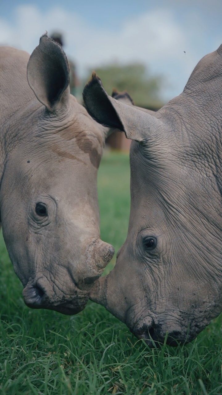 Meet Njamba and Zawadi, two precious rhino orphans at @soliorhinoorphanage 🍼🦏

Rescued from @soliogamereserve, they’re now being nurtured back to health by the orphanage with 20 litres of milk a day and lots of playtime.

Play a part in Njamba and Zawadi’s future by visiting @soliorhinoorphanage next time you stay at Solio Lodge.

#DiscoverTheSafariCollection #WelcomeToKenya #TheSafariCollection #SolioLodge #Conservation #Rhino #BlackRhino #WhiteRhino #RhinoConservation #MountKenya