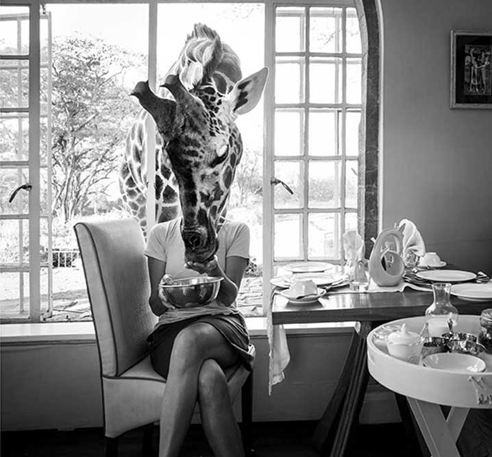 Your kenya Luxury safari begins with breakfast with the giraffes