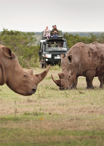 Seeing rhino up close from game viewing jeep at Solio Lodge while on safari holiday