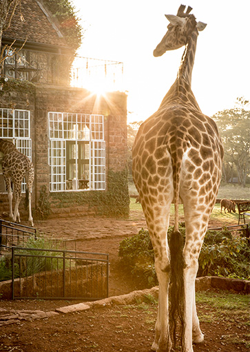 Capture the Giraffe roaming the grounds of Giraffe Manor at sunrise on your photographic safari