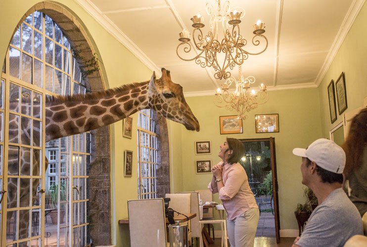 The first giraffe encounter at breakfast time at Giraffe Manor