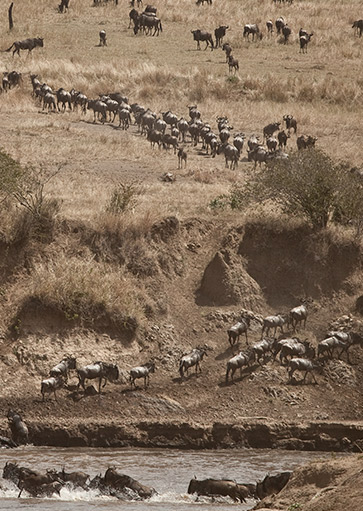 Wildebeests moving on the great migration safari in Kenya