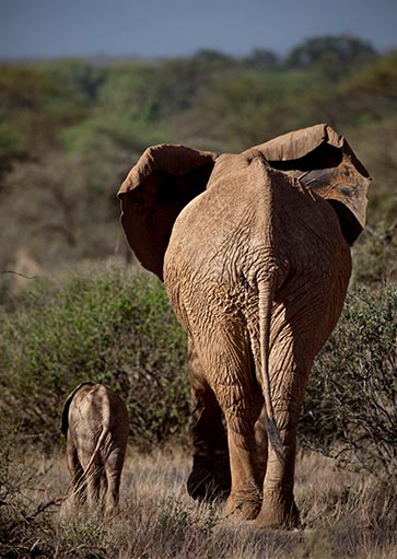 Elephant and baby on walk in wilderness Specials Lucky Dip Offer