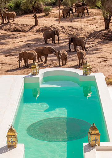 Sasaab private plunge pool with amazing view elephants grazing in the wilderness as part of the Lucky Dip Offer