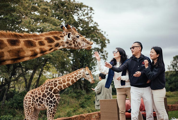 Feeding the giraffes at tea time in Giraffe Manor