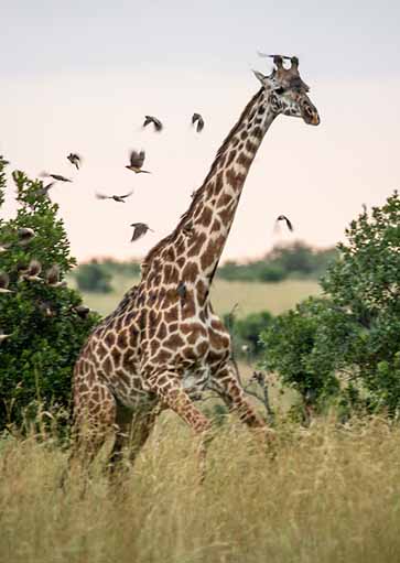 Giraffe running off with oxpecker birds