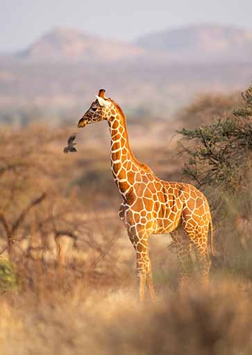 Reticulated giraffe in Samburu