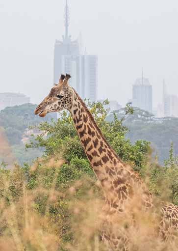 Masai giraffe in Nairobi National Park