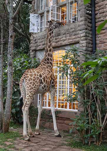 Special morning visitors and close encounters at Giraffe Manor