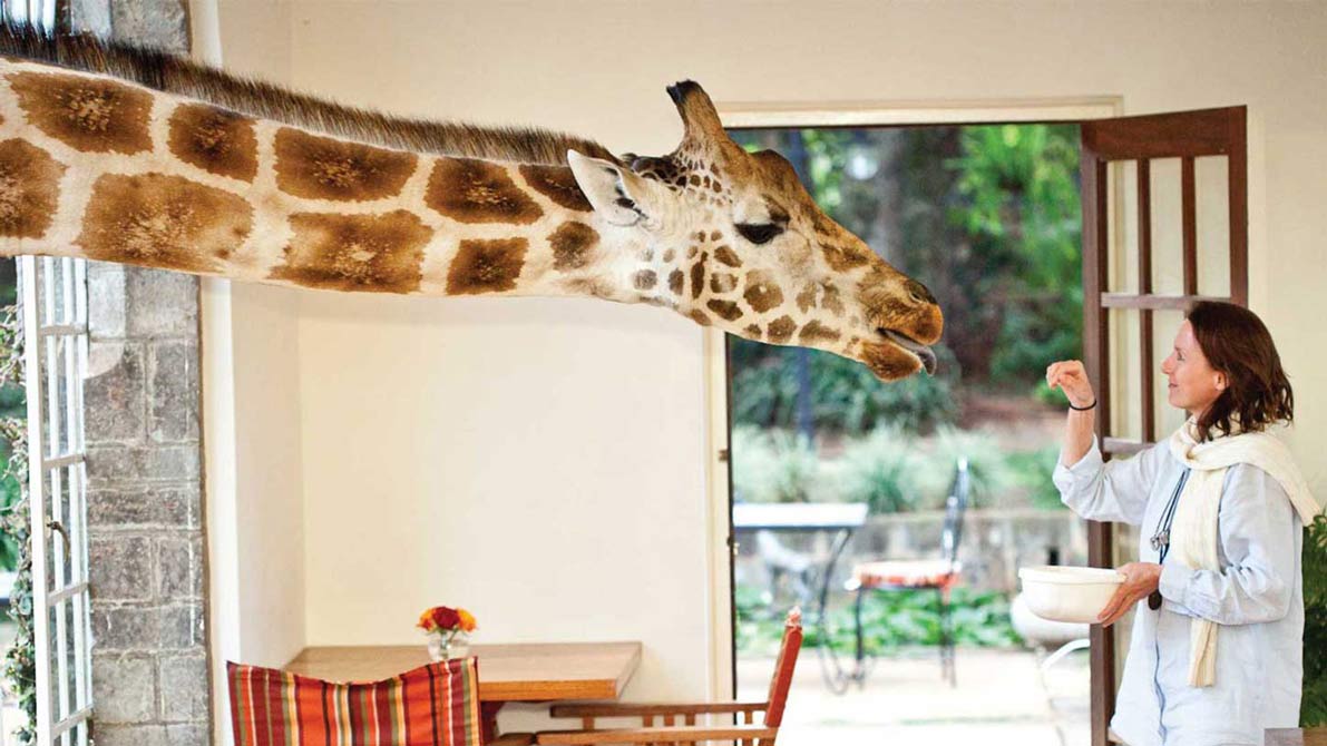 ÎÏÎ¿ÏÎ­Î»ÎµÏÎ¼Î± ÎµÎ¹ÎºÏÎ½Î±Ï Î³Î¹Î± giraffe manor