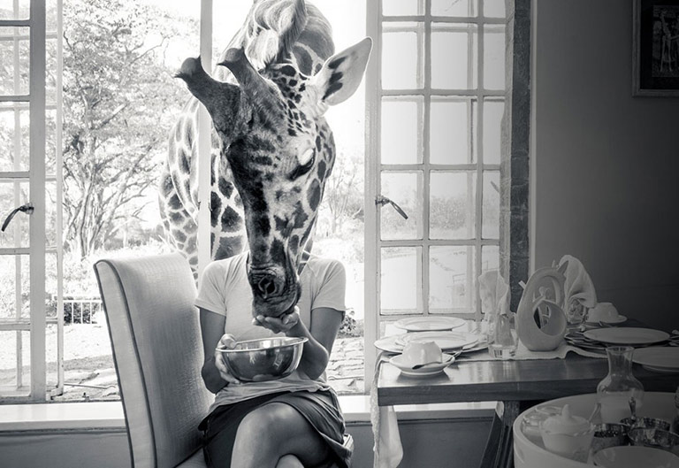 Giraffe poking his head through the window at breakfast in Giraffe Manor in Nairobi Kenya