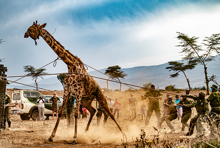 african safari giraffe