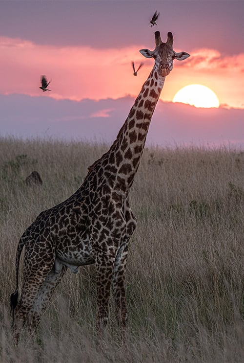 FOUR GIRAFFES, NOT ONE » The Safari Collection