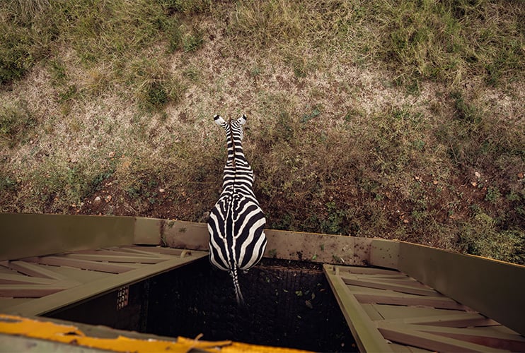 SAVING GIRAFFES: WHEN THE FENCES CLOSE IN » The Safari Collection